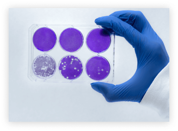 a plate containing different cell cultures